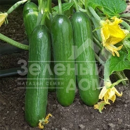 Семена огурцов КС 260 F1 / KS 260 F1,45-50 дней купить оптом и в розницу в Украине по выгодной цене