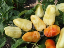 Семена сладкого перца Бонета / Boneta купить оптом и в розницу в Украине по выгодной цене