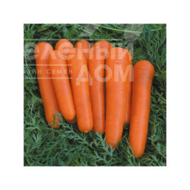 Насіння моркви Аттіліо F1 / Attilio F1,115-125 днів купити оптом і в роздріб в Україні за вигідною ціною
