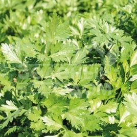 Семена петрушки Пионе / Pione купить оптом и в розницу в Украине по выгодной цене