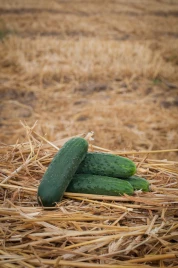 Семена огурцов Антисипатор F1 / Antisipator F1,38-39 дней купить оптом и в розницу в Украине по выгодной цене