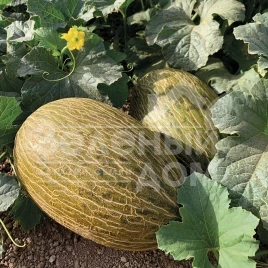 Семена дыни Макабео F1 / Makabeo F1 купить оптом и в розницу в Украине по выгодной цене