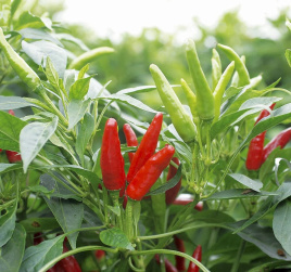 Насіння гіркого перцю Хай Флай F1 / High Fly F1 купити оптом і в роздріб в Україні за вигідною ціною