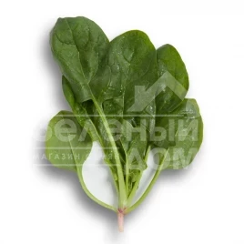 Семена шпината Вудпекер F1 / Woodpecker F1 купить оптом и в розницу в Украине по выгодной цене