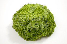 Насіння салату Аллепо / Aleppo купити оптом і в роздріб в Україні за вигідною ціною