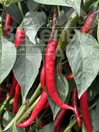 Семена горького перца Фуего F1 / Fuego F1, 50-55 дней купить оптом и в розницу в Украине по выгодной цене
