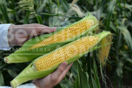 Насіння кукурудзи Ліскам F1 / Lyskam F1,75-76 днів купити оптом і в роздріб в Україні за вигідною ціною