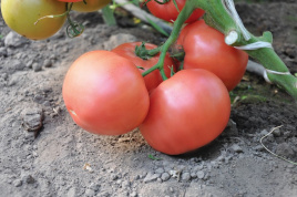 Насіння томатів Есміра F1 / Esmira F1,105 днів купити оптом і в роздріб в Україні за вигідною ціною