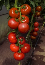 Семена томатов Васанта F1 / Vasanta F1,105-110 дней купить оптом и в розницу в Украине по выгодной цене