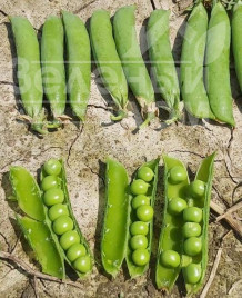 Насіння гороху Ліптон / Lipton купити оптом і в роздріб в Україні за вигідною ціною