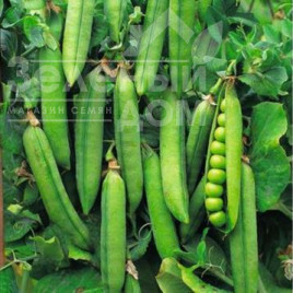 Насіння гороху Бостон / Boston купити оптом і в роздріб в Україні за вигідною ціною