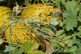 Насіння дині Аріана F1 / Ariana F1, 68-72 днів купити оптом і в роздріб в Україні за вигідною ціною