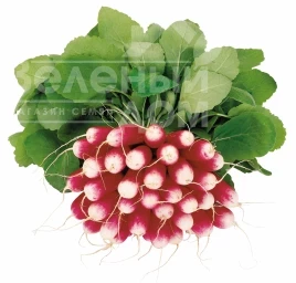 Семена редиса Трето F1 / Treto F1 купить оптом и в розницу в Украине по выгодной цене