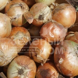 Лук репчатый Фоккер F1 / Fokker F1 купить оптом и в розницу в Украине по выгодной цене