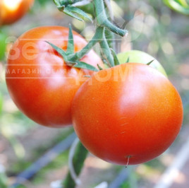 Насіння томатів Лезафорта F1 / Lezaforta F1,95-100 днів купити оптом і в роздріб в Україні за вигідною ціною