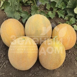 Семена дыни Фландер F1 / Flander F1,70 дней купить оптом и в розницу в Украине по выгодной цене