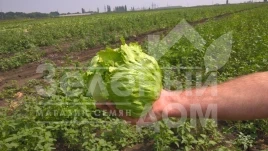 Семена салата Саула / Saula купить оптом и в розницу в Украине по выгодной цене