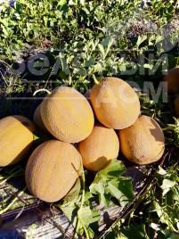 Насіння дині Адріатика F1 / Adriatika F1, 60-65 днів купити оптом і в роздріб в Україні за вигідною ціною