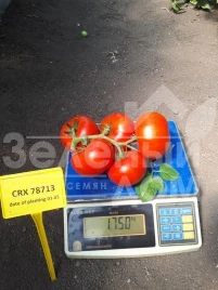 Семена томатов ЦРХ 78713 F1 / CRX 78713 F1 купить оптом и в розницу в Украине по выгодной цене