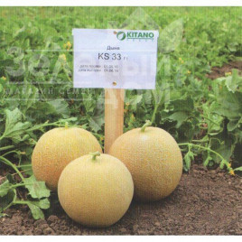 Насіння дині КС 33 F1 / KS 33 F1,60-65 днів купити оптом і в роздріб в Україні за вигідною ціною