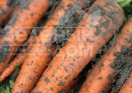 Насіння моркви Каротан / Karotan,150-160 днів купити оптом і в роздріб в Україні за вигідною ціною