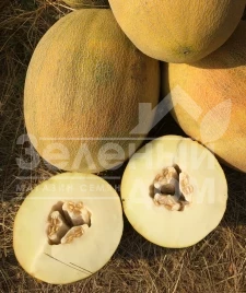 Семена дыни Бизан F1 / Bisan F1,60-65 дней купить оптом и в розницу в Украине по выгодной цене