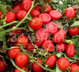 Семена томатов ЮГ 124 F1 / UG 124 F1,98 дней купить оптом и в розницу в Украине по выгодной цене