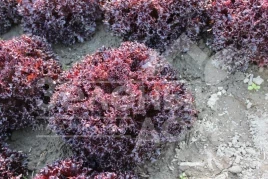 Семена салата Лея / Lea купить оптом и в розницу в Украине по выгодной цене