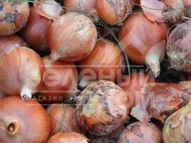 Лук репчатый Вуэльта F1 / Vuelta F1,130 дней купить оптом и в розницу в Украине по выгодной цене