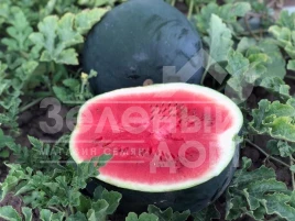 Семена арбуза Маниса F1 / Manisa F1 купить оптом и в розницу в Украине по выгодной цене