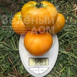 Насіння томату Світ Сан F1 / Sweet Sun F1, 100 днів купити оптом і в роздріб в Україні за вигідною ціною