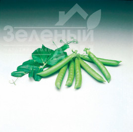 Насіння гороху Сомервуд / Somerwood, 65 днів купити оптом і в роздріб в Україні за вигідною ціною