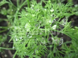 Семена укропа Элла / Ella купить оптом и в розницу в Украине по выгодной цене