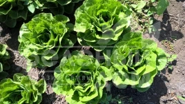 Семена салата Корбана / Corbana купить оптом и в розницу в Украине по выгодной цене