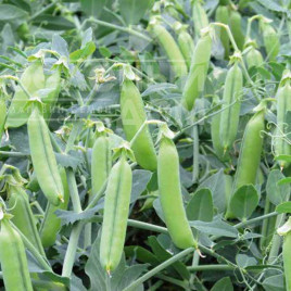 Насіння гороху Ельдорадо / Eldorado купити оптом і в роздріб в Україні за вигідною ціною