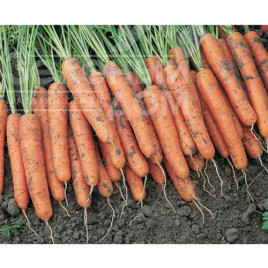 Насіння моркви Каротіна / Karotina,90-100 днів купити оптом і в роздріб в Україні за вигідною ціною