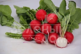 Семена редиса Адель F1 / Adel F1 (Премиум),22-25 дней купить оптом и в розницу в Украине по выгодной цене