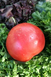 Семена томатов Малиновый звон / Malinovyi zvon, 93-95 дней купить оптом и в розницу в Украине по выгодной цене