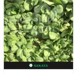 Семена капусты Пак Чой Мей Цин Чой F1 / Mey Cin Choy F1 купить оптом и в розницу в Украине по выгодной цене