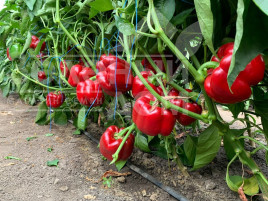 Насіння солодкого перцю Банкерс F1 / Bancers F1 купити оптом і в роздріб в Україні за вигідною ціною