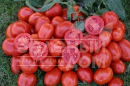 Семена томатов 1311 F1 / 1311 F1, 115 дней купить оптом и в розницу в Украине по выгодной цене