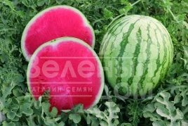 Семена арбуза Бостон F1 / Boston F1,62-68 дней купить оптом и в розницу в Украине по выгодной цене
