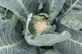 Насіння капусти цвітної Веноса F1 / Venosa F1, 70 - 80 днів купити оптом і в роздріб в Україні за вигідною ціною