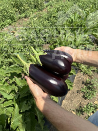 Насіння баклажанів 48-16 F1 / 48-16 F1, 60-65 днів купити оптом і в роздріб в Україні за вигідною ціною