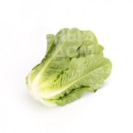 Насіння салату Тукадонна / Tuccadona купити оптом і в роздріб в Україні за вигідною ціною