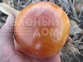 Цибуля ріпчаста Доріка (1004) F1 / Dorika (1004) F1,110-115 днів купити оптом і в роздріб в Україні за вигідною ціною