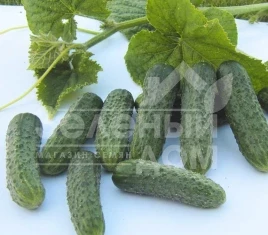 Семена огурцов Джустина F1 / Justina F1,45-50 дней купить оптом и в розницу в Украине по выгодной цене