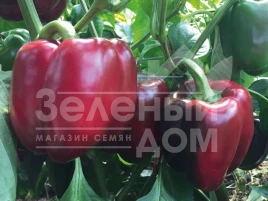 Семена сладкого перца Алмиранте F1 / Almirante F1 купить оптом и в розницу в Украине по выгодной цене