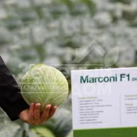 Семена капусты белокочанной Маркони F1 / Markoni F1, 135-140 дней купить оптом и в розницу в Украине по выгодной цене