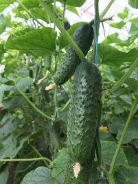 Насіння огірків Георг F1 / Georg F1 купити оптом і в роздріб в Україні за вигідною ціною